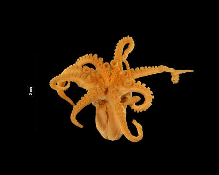 Image of Joubin's octopus