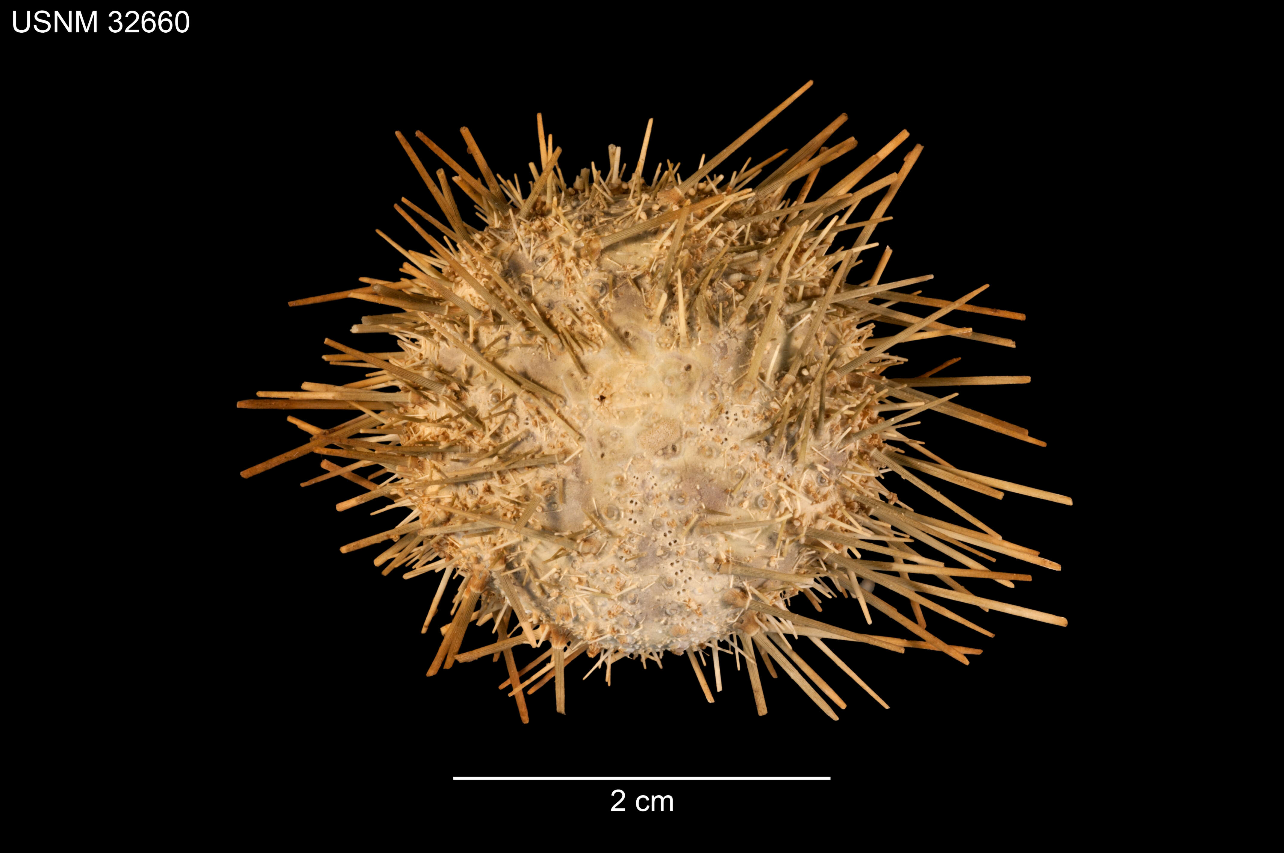 Image of Lytechinus pictus (Verrill 1867)