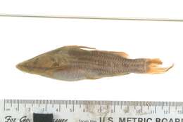 Image of Striped catfish