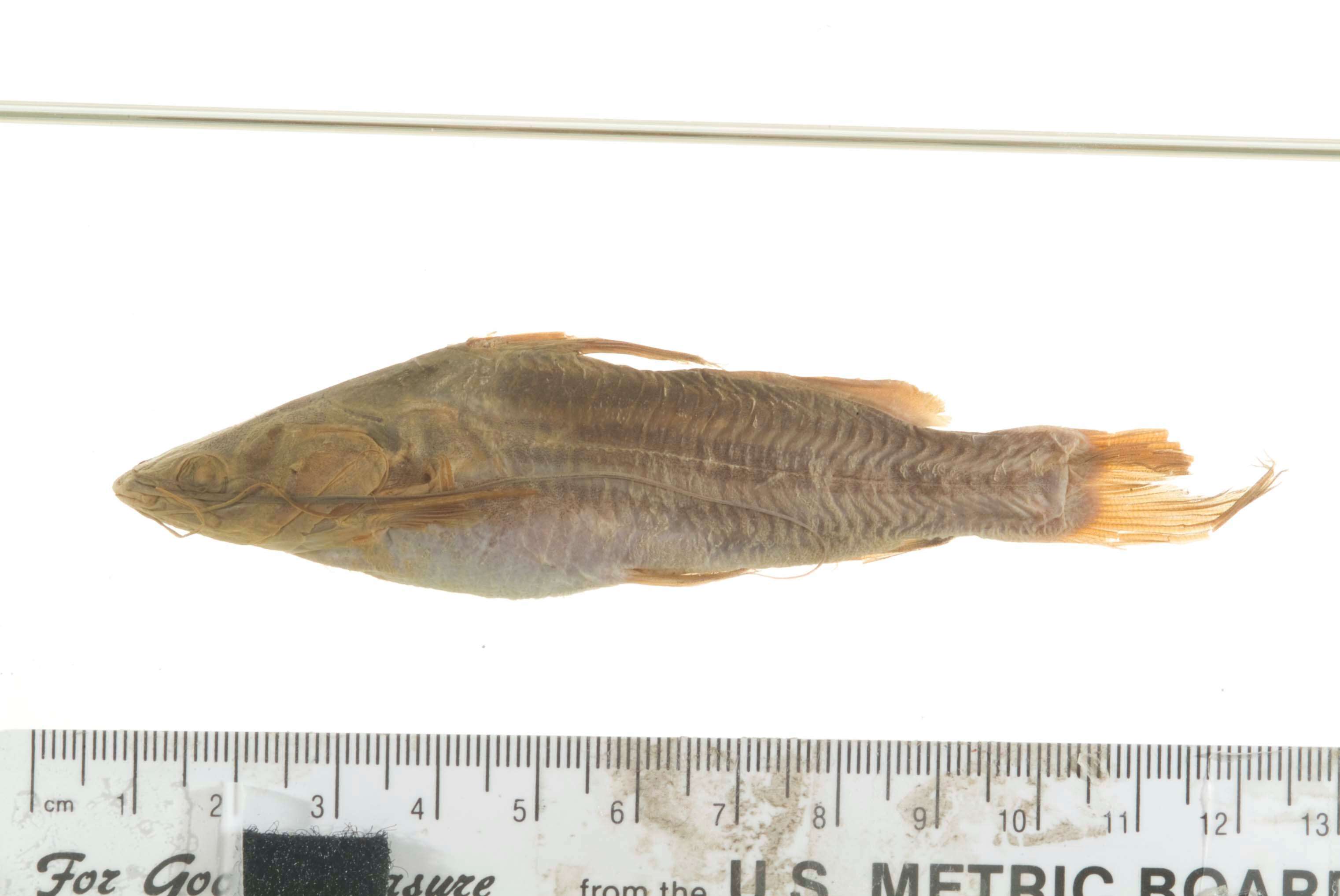 Image of Striped catfish