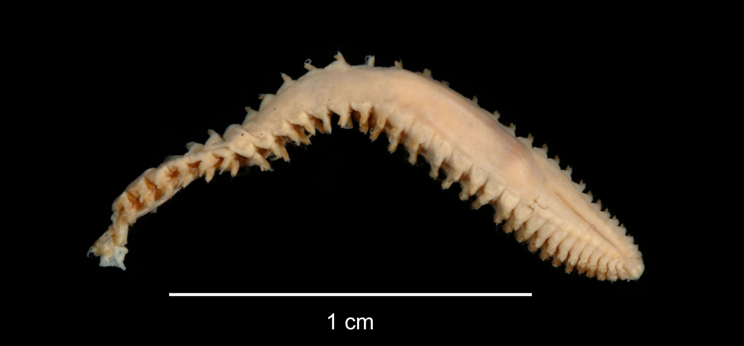 Aglaophamus posterobranchus Hartman 1967 resmi