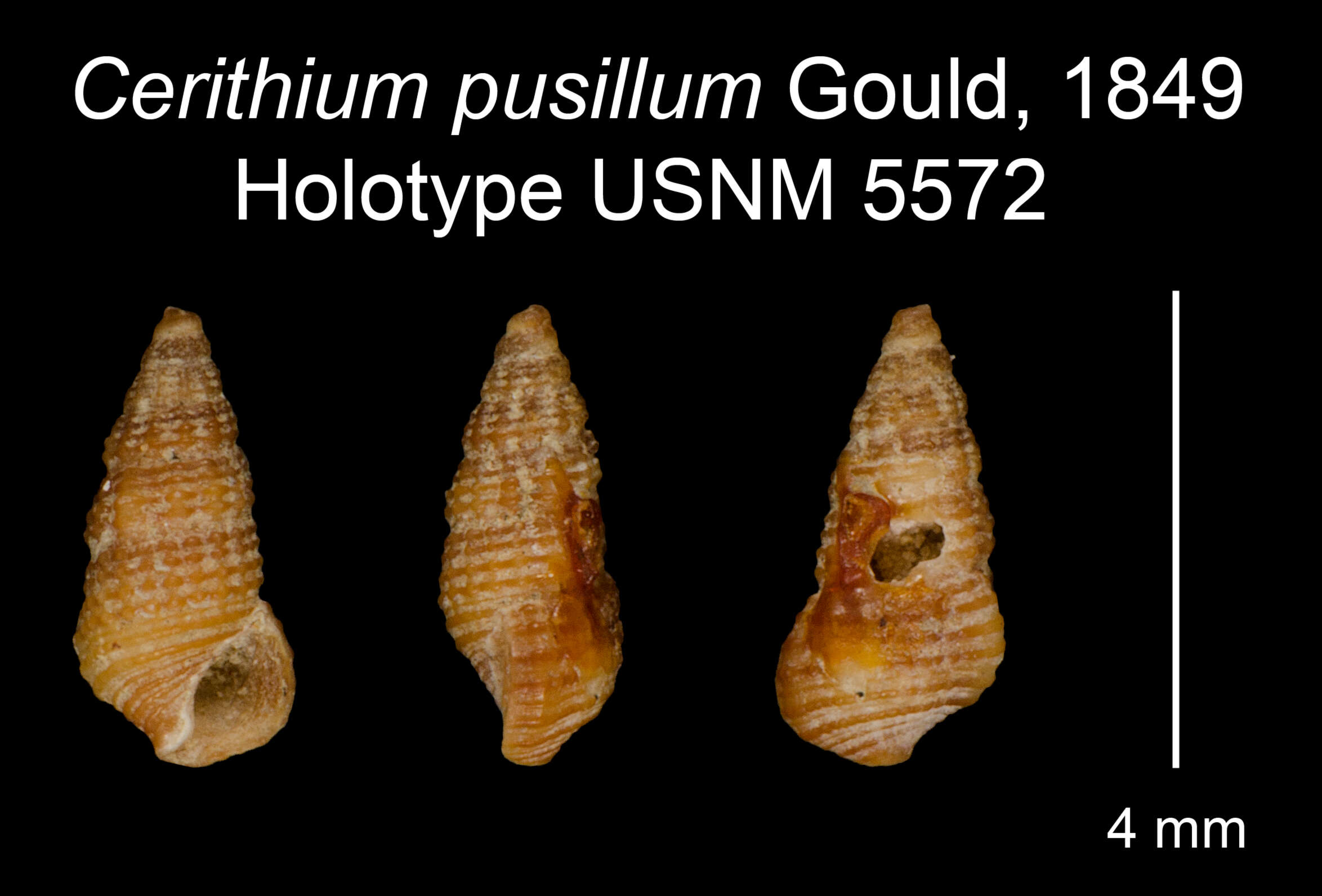 Image of Cerithium pusillum Gould 1851