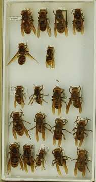 Image of Vespa crabro birulai Bequard 1931