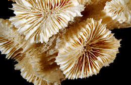 Image of dentate flower coral
