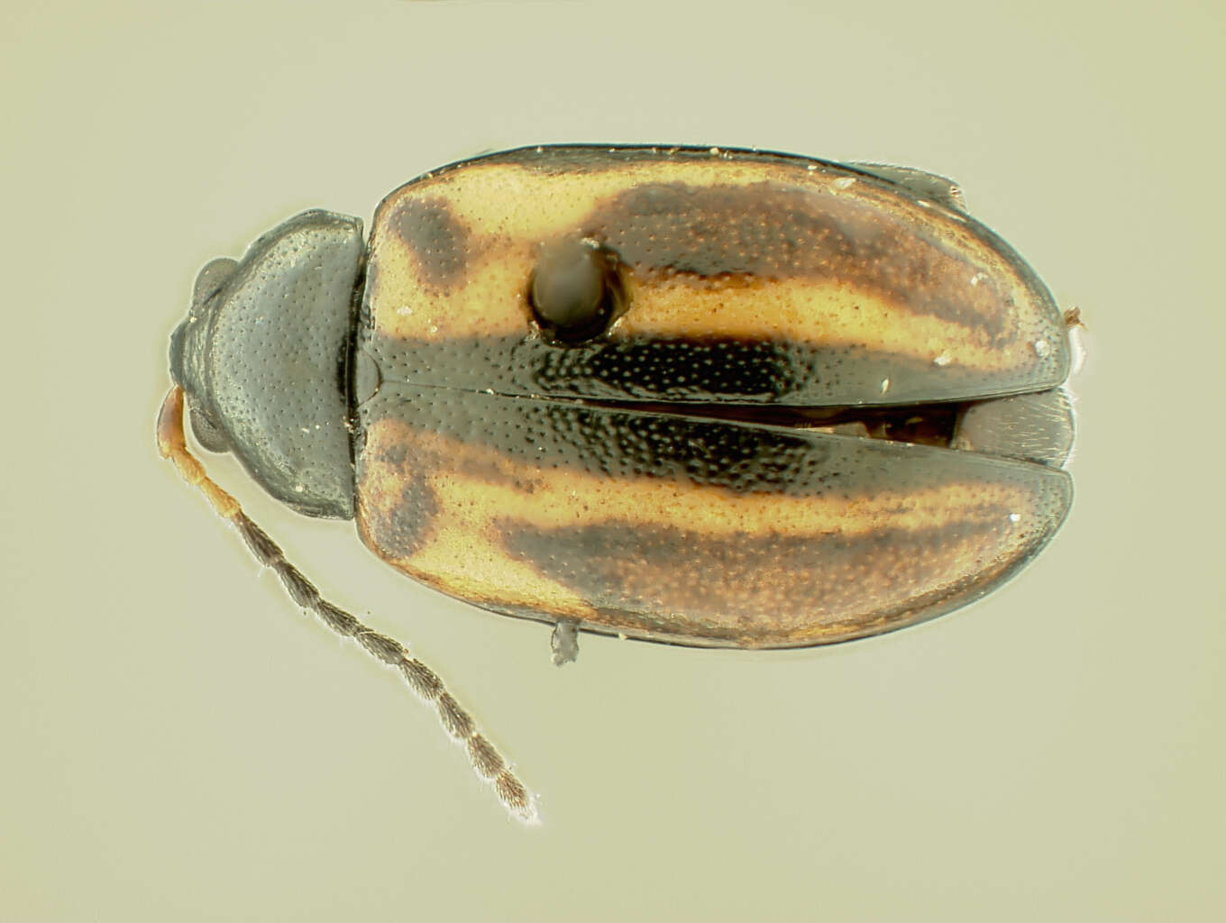 Image of Horseradish Flea Beetle