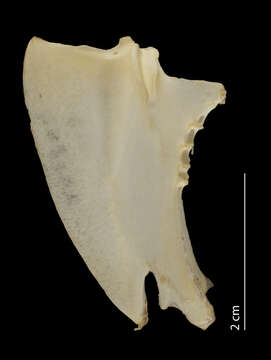 Image of Leptosomus Vieillot 1816