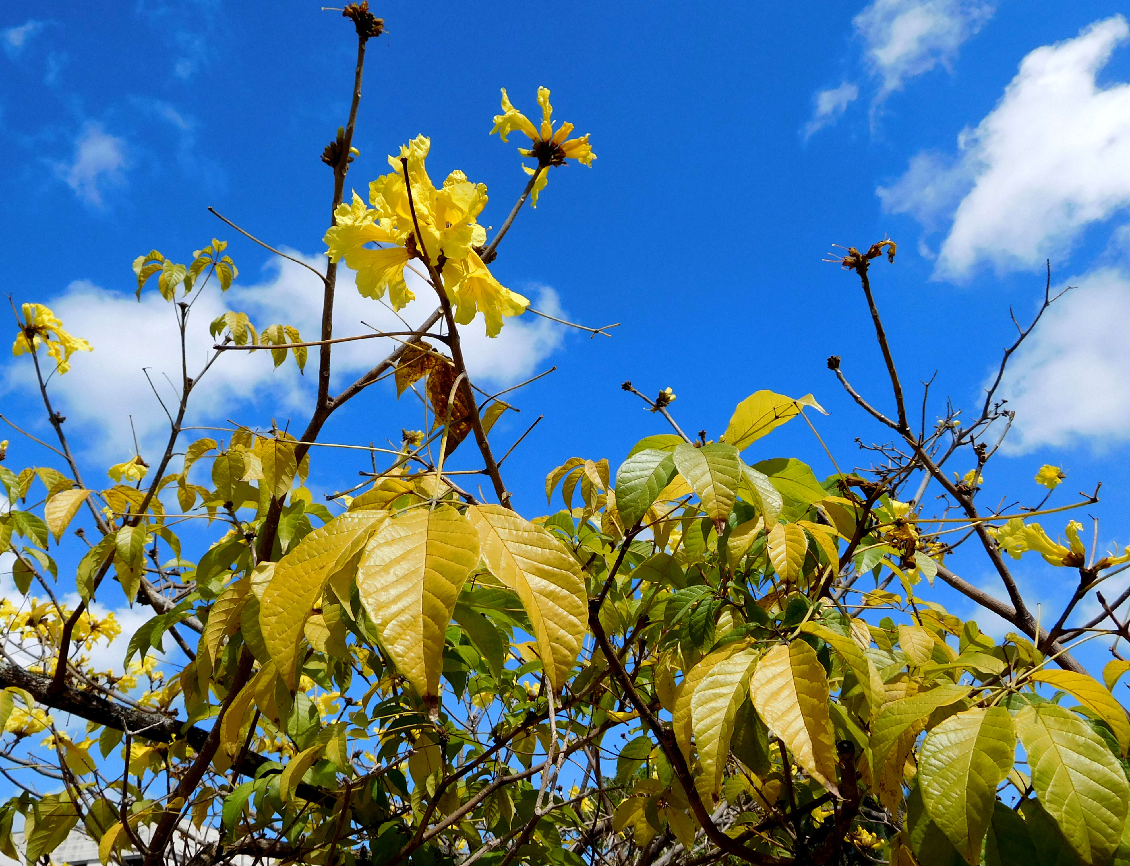 صورة Handroanthus serratifolius (Vahl) S. O. Grose