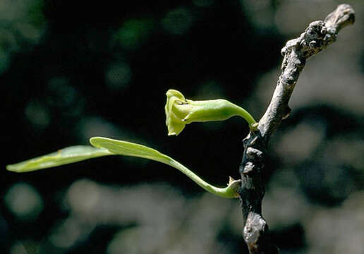 Слика од Nothocestrum latifolium A. Gray