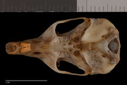 Image of Chaetodipus californicus dispar (Osgood 1900)