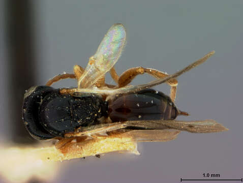 Image of Synophromorpha Ashmead 1903