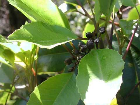 Cheirodendron trigynum subsp. helleri (Sherff) Lowry resmi