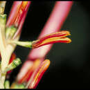 Image of Heliconia estherae Abalo & G. Morales