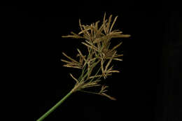 Image of Jointed Flatsedge