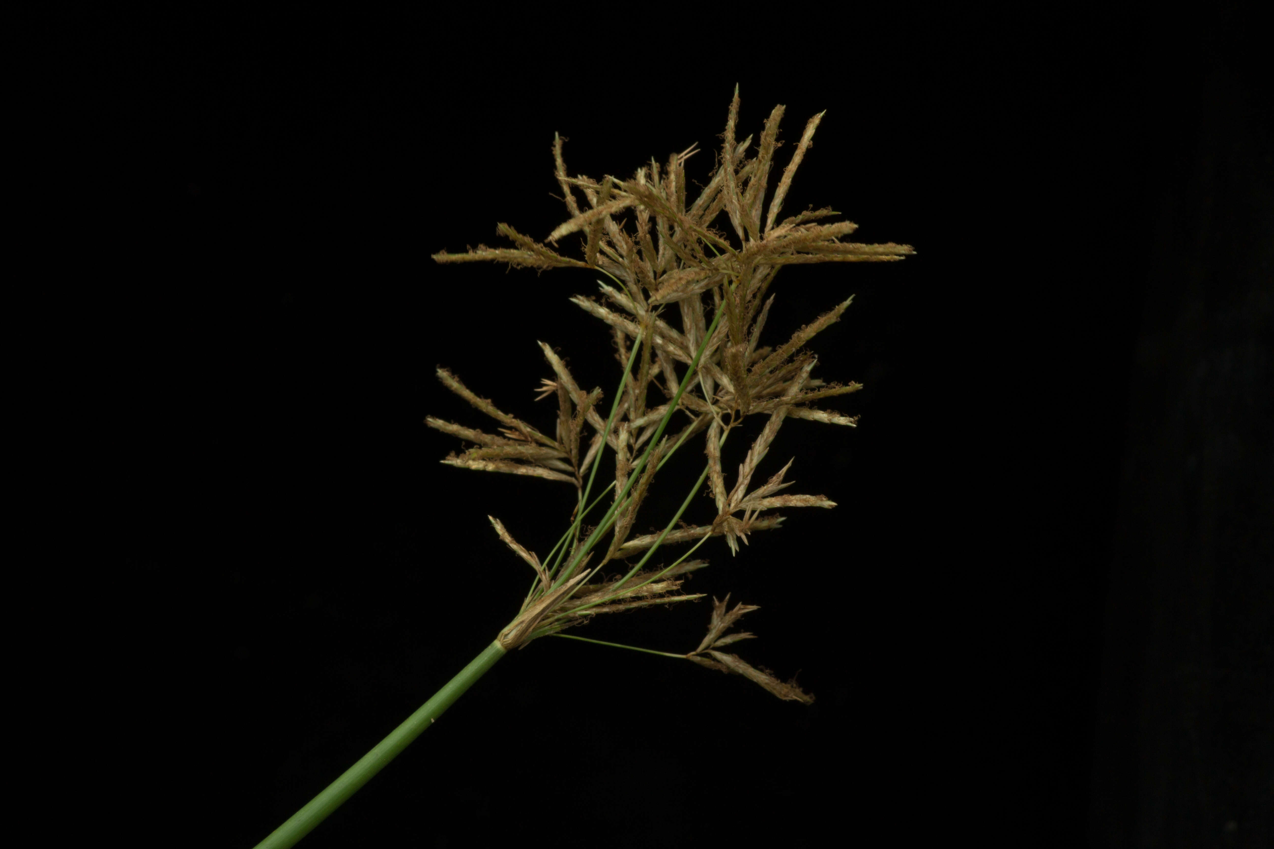 Image of Jointed Flatsedge