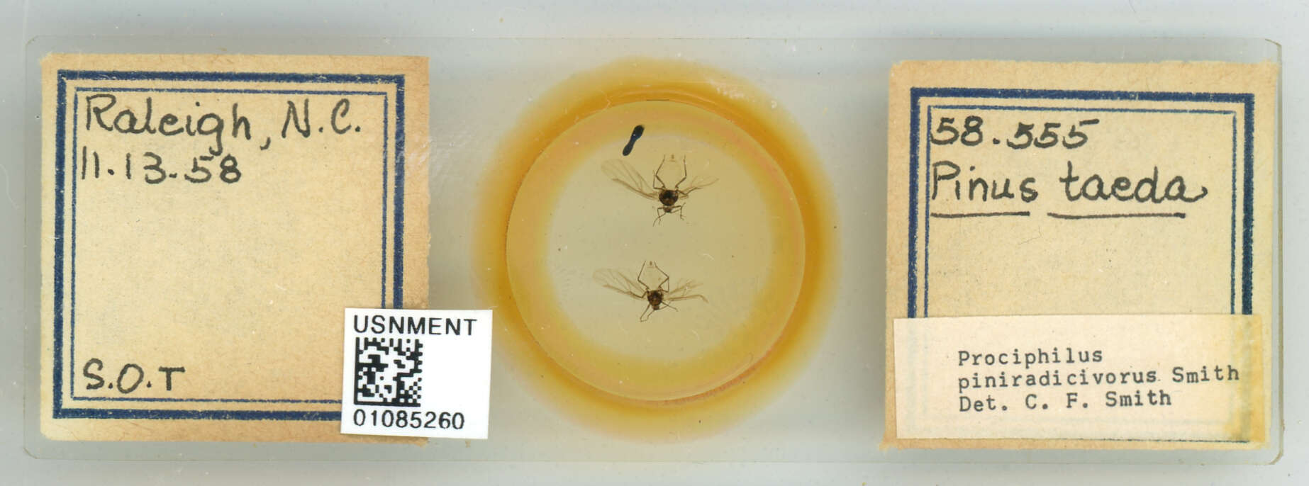 Image of Prociphilus (Prociphilus) piniradicivorus Smith & C. F. 1969