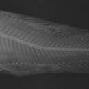 Image of Acanthous snailfish