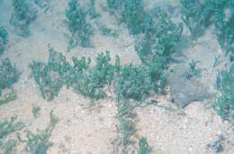 Image of Caulerpa cupressoides