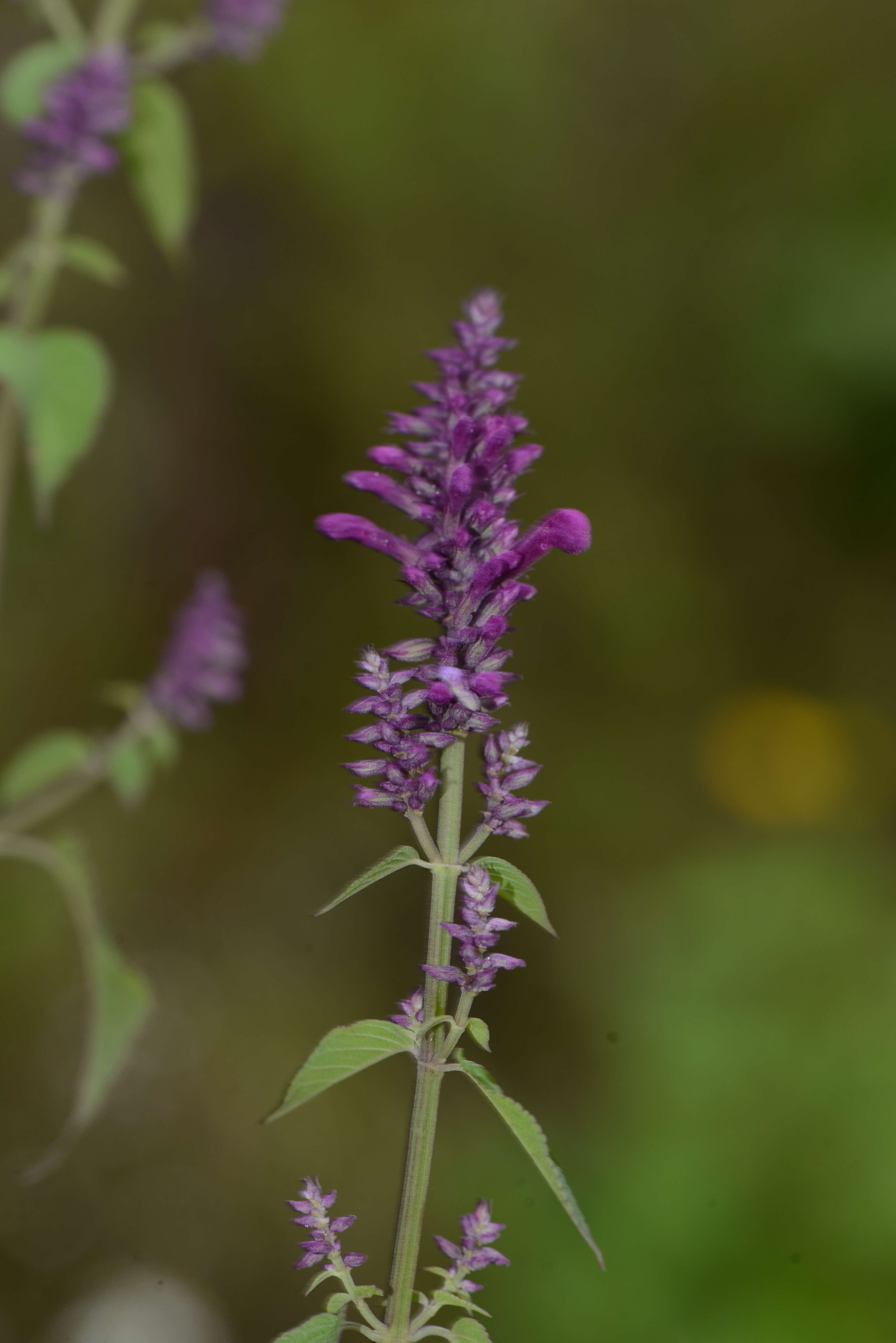 Image of Salvia purpurea Cav.