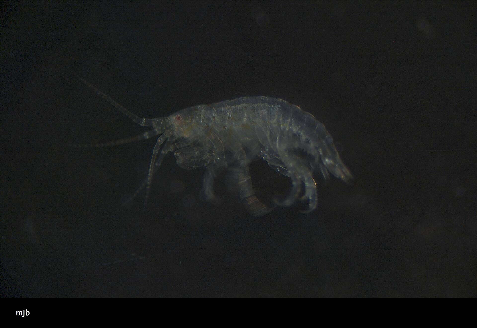 Image of Amphipoda