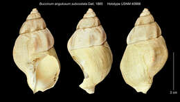 Image of Buccinum angulosum subcostatum Dall 1885