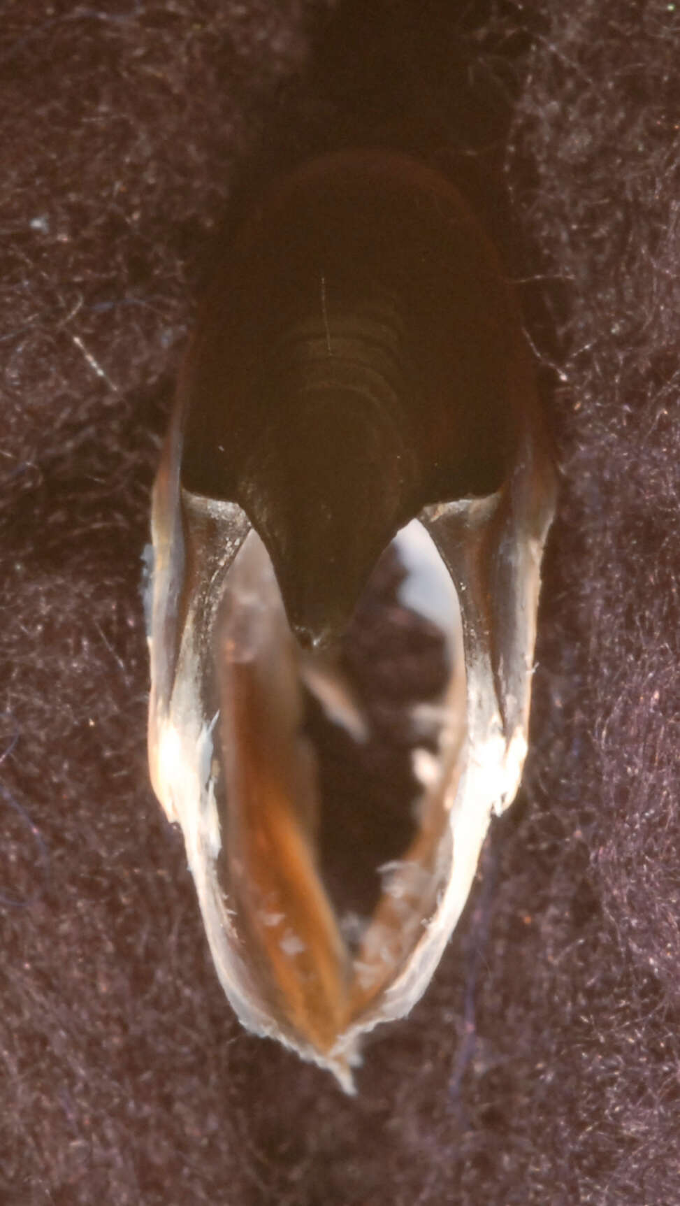 Image of Atlantic bird squid