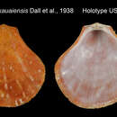 Image of Spondylus mimus Dall, Bartsch & Rehder 1938