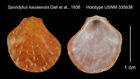 Image of Spondylus mimus Dall, Bartsch & Rehder 1938