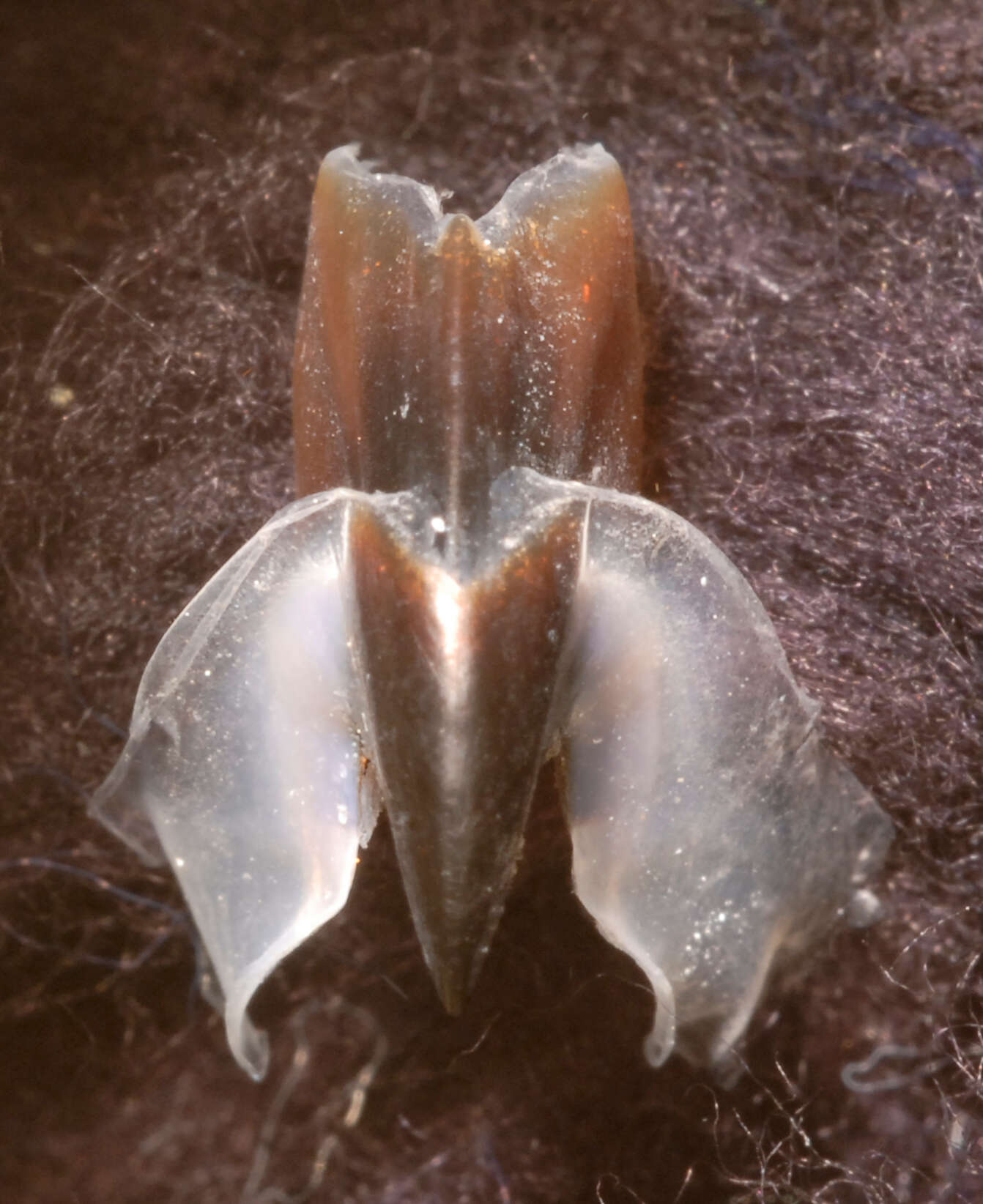 Image of Coffee bean scaled squid