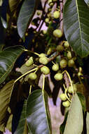 Image de Ficus citrifolia Mill.