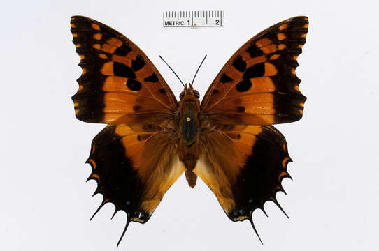 Charaxes andranodorus Mabille 1884的圖片