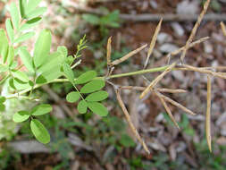 Image of Tephrosia purpurea subsp. purpurea