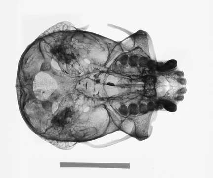 Hylobates lar entelloides I. Geoffroy Saint-Hilaire 1842 resmi