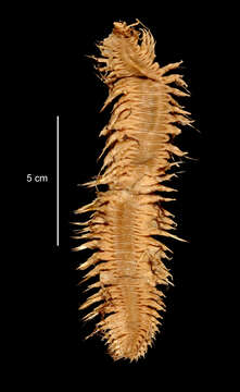 Image of Neobylgides scotiensis Pettibone 1993