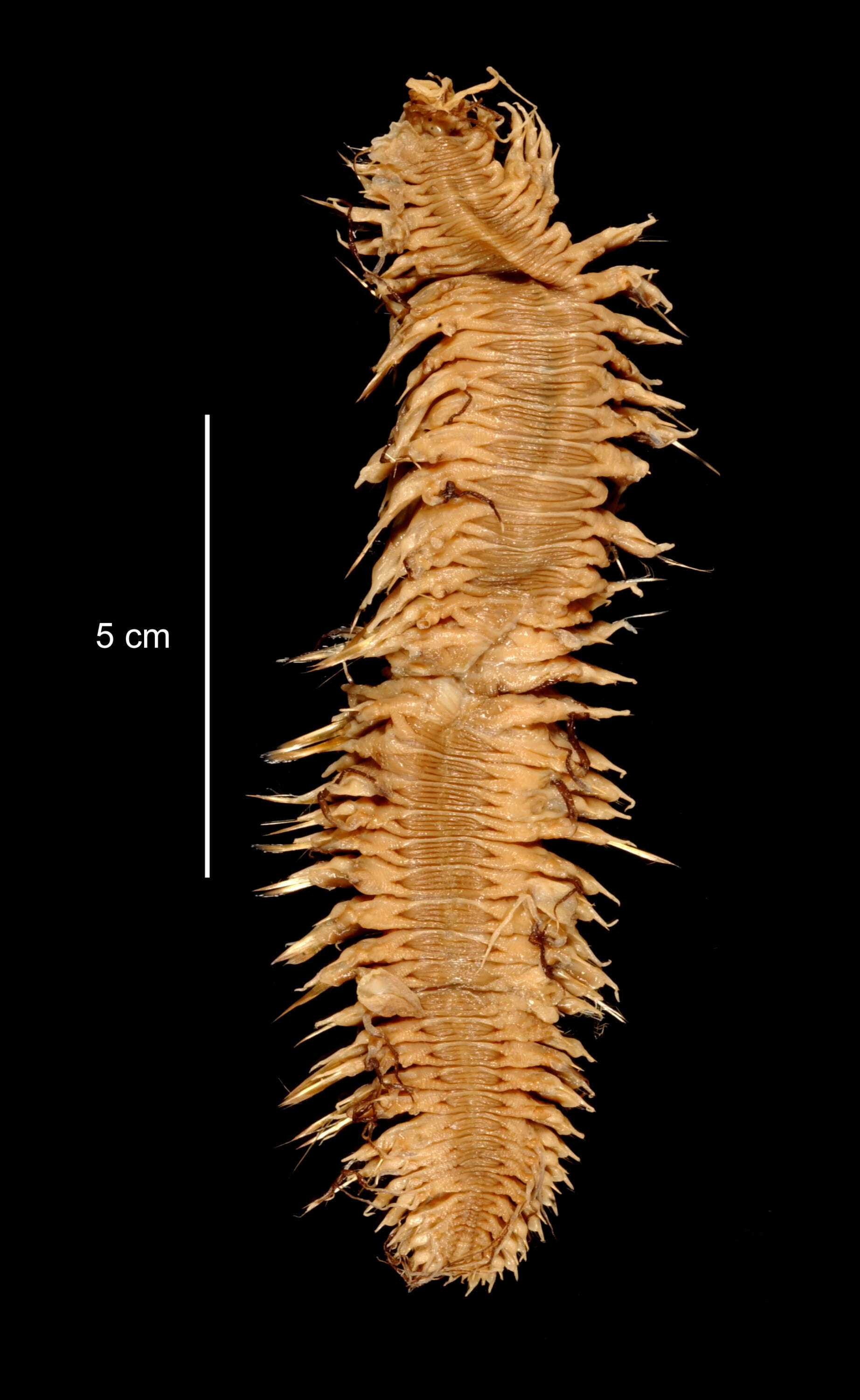 Image of Neobylgides scotiensis Pettibone 1993