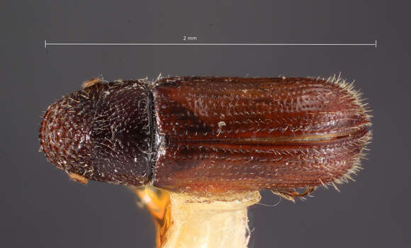 Image of Pityophthorus furnissi Bright 1976