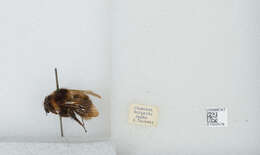 Imagem de Bombus diversus Smith 1869