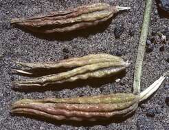 Imagem de Oenothera psammophila (A. Nels. & Macbr.) W. L. Wagner, R. E. Stockhouse & W. M. Klein