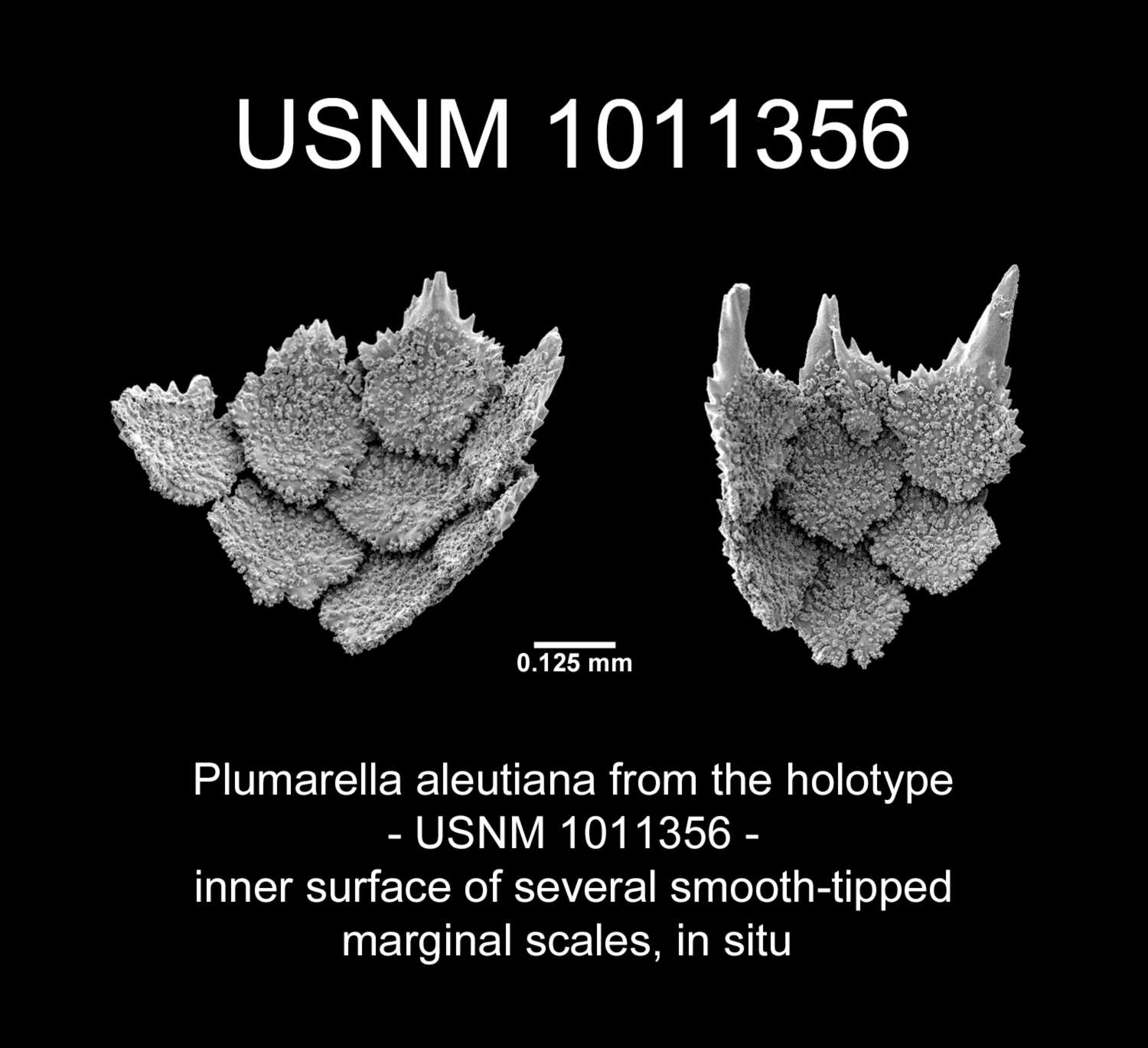 Image of Plumarella aleutiana Cairns 2011