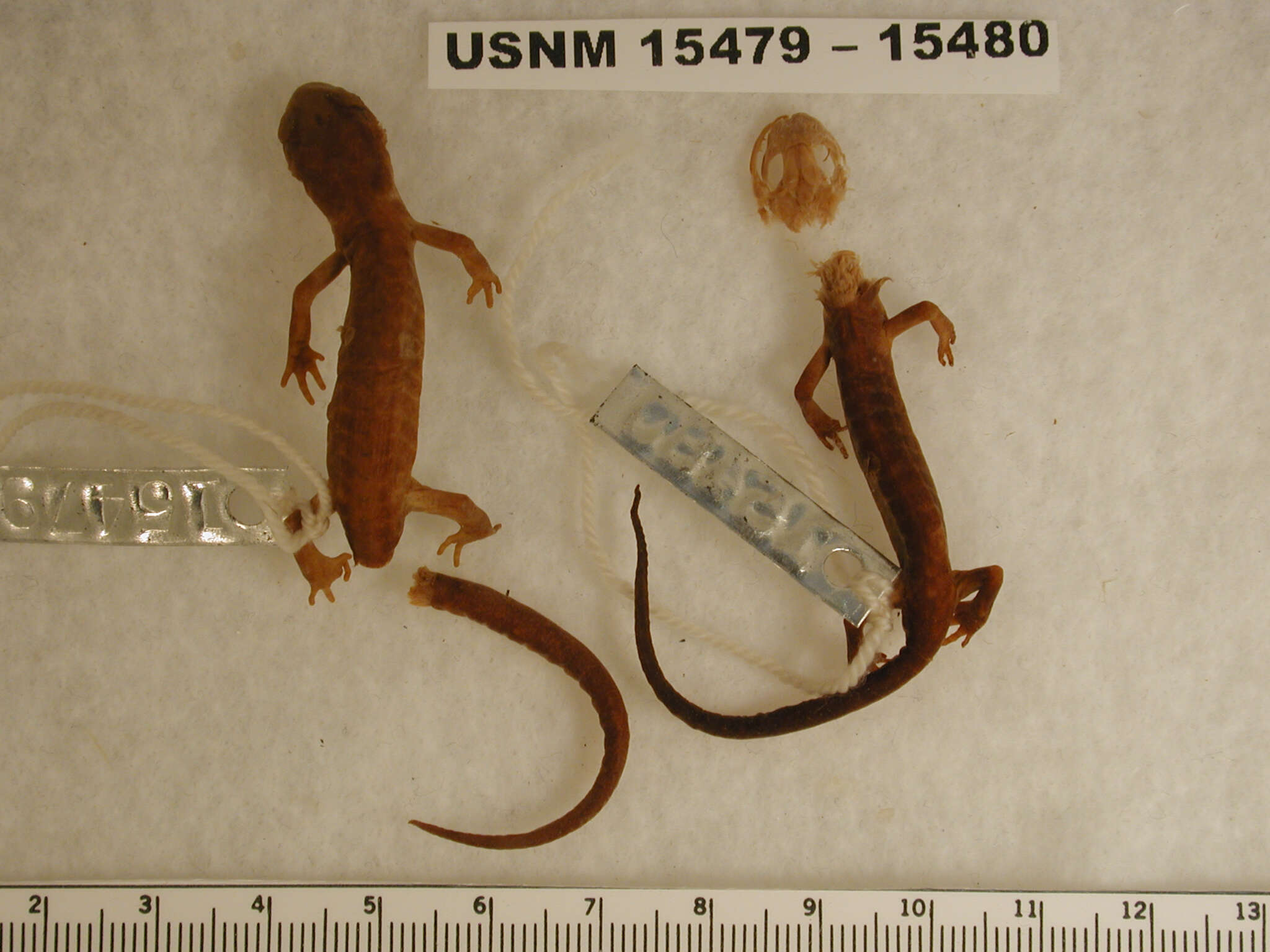 Image of Common Ensatina