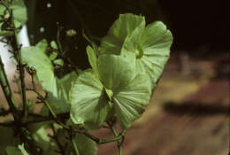 Image of Adelphia macrophylla (Rusby) W. R. Anderson