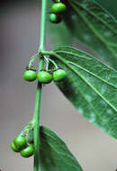 Image of whiteflower passionflower