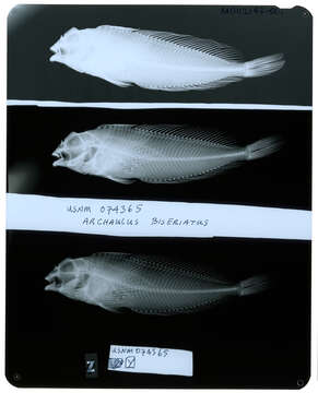 Image of Scaled sculpin