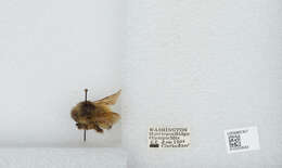 Image de Bombus sylvicola Kirby 1837