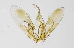 Image of Oidaematophorus varius Barnes & Lindsey 1921