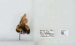 Слика од Bombus affinis Cresson 1864