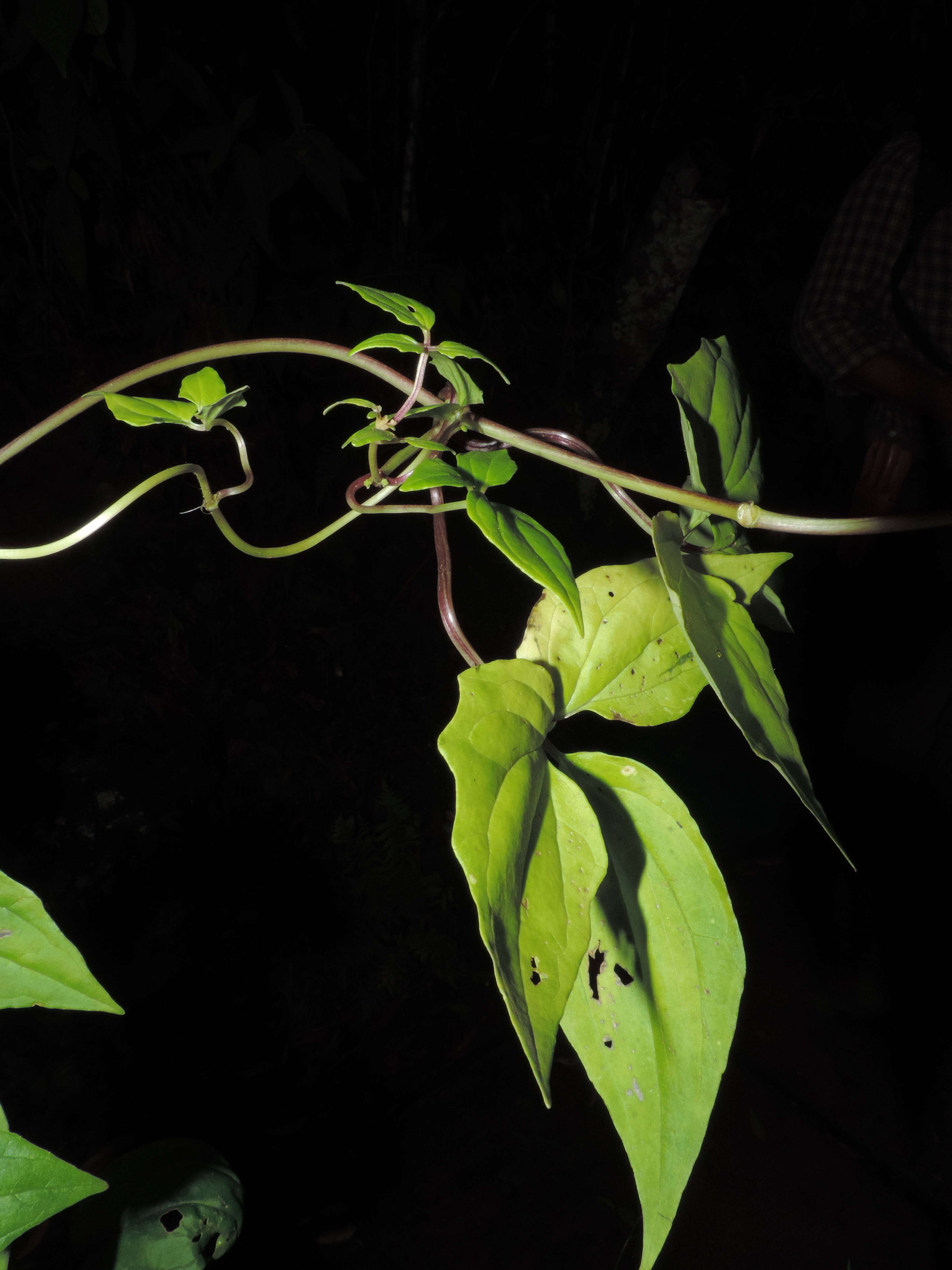 Image of Florida Valerian