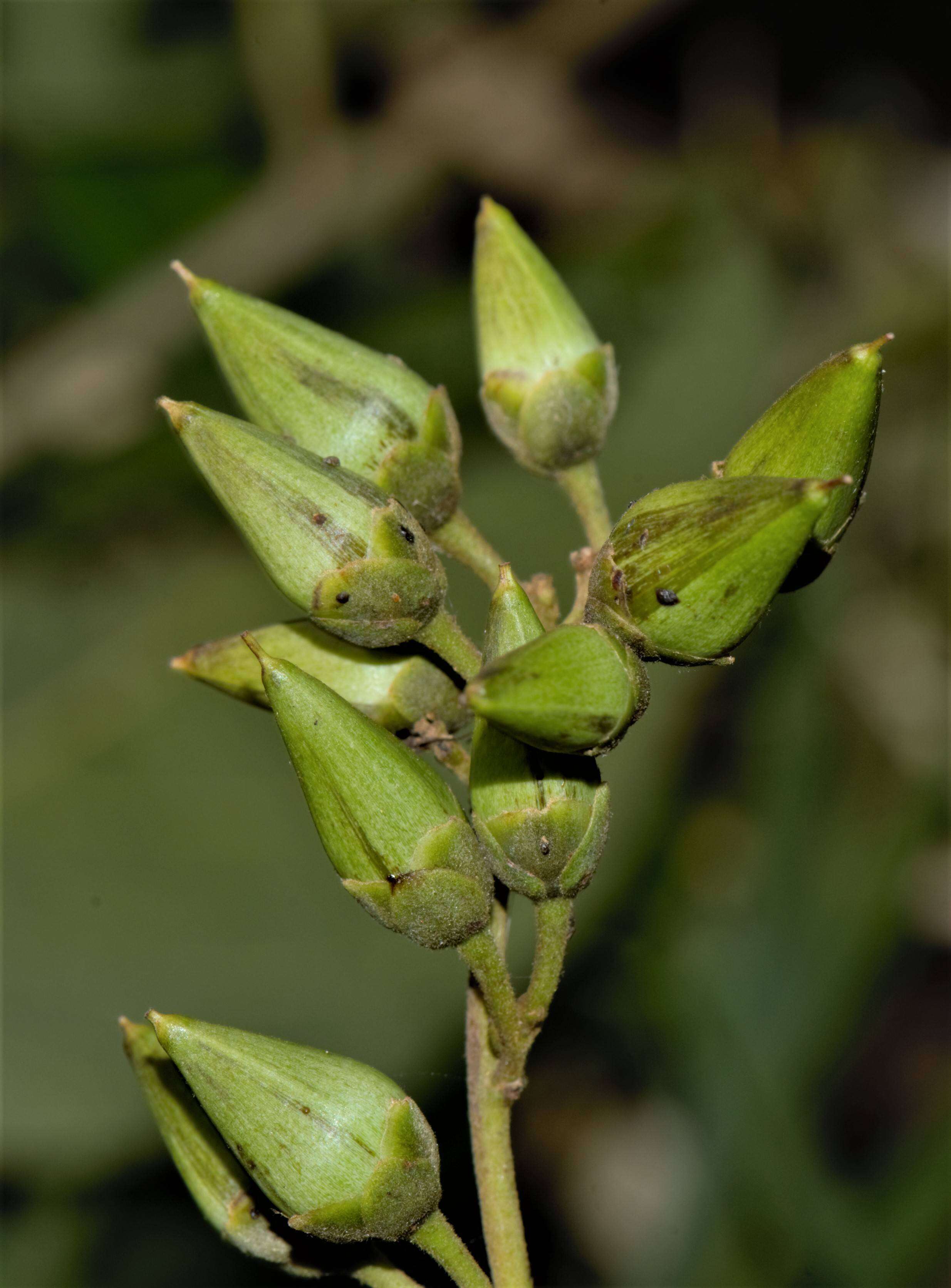 Image of Ipomoea L.