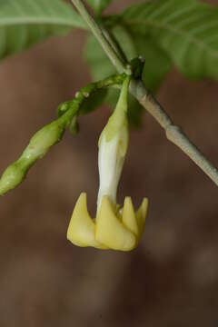 Слика од Tabernaemontana litoralis Kunth