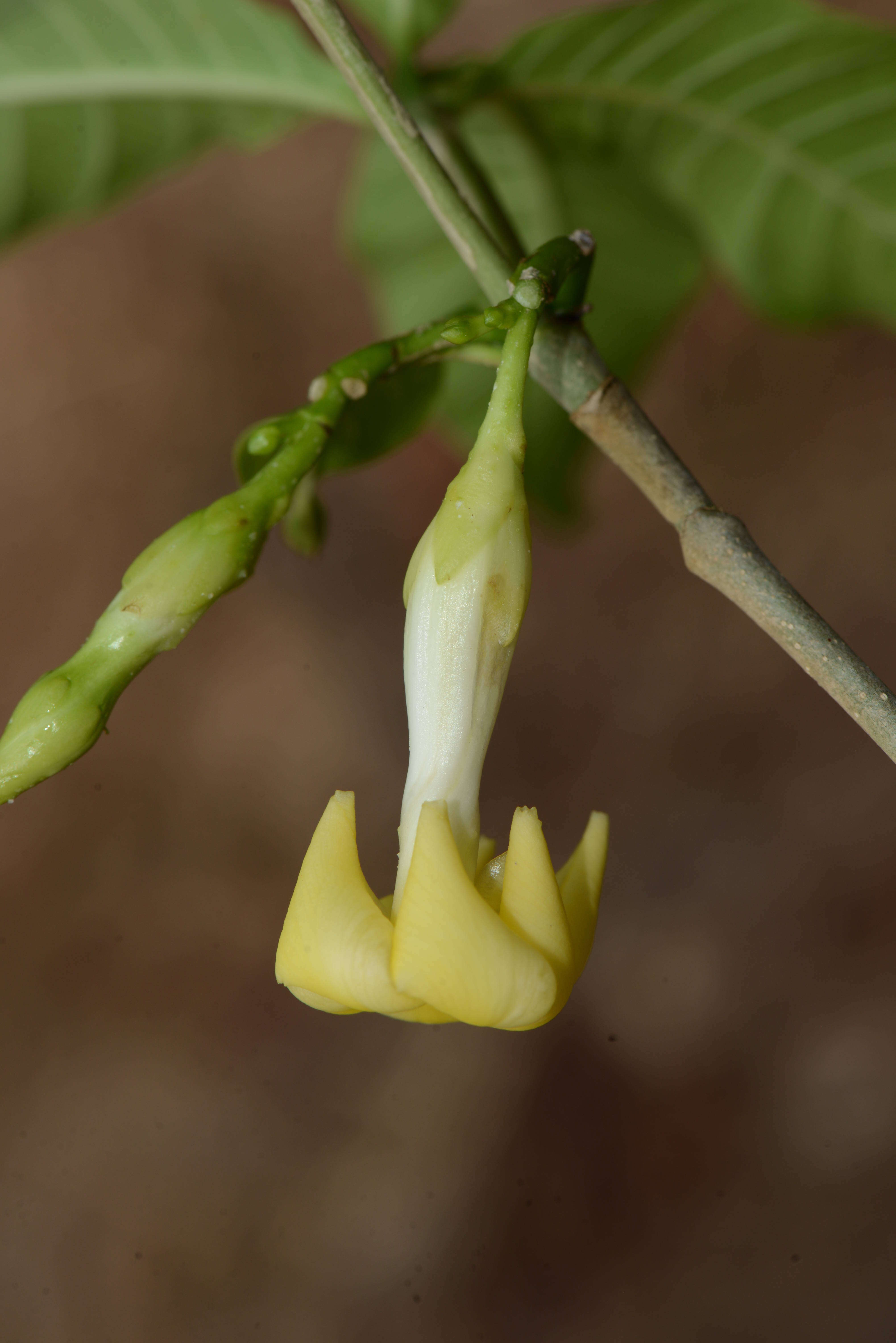 Слика од Tabernaemontana litoralis Kunth