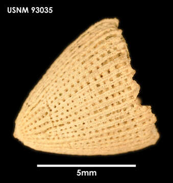 Image of Laminocyathus wellsi Filkorn